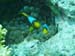 clownfish 3.jpg